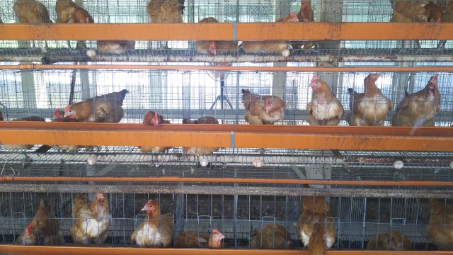 Stringent Hygiene Management of Chickens