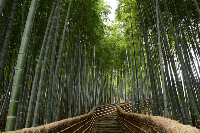 Bamboo Forest Walk in Arashiyama